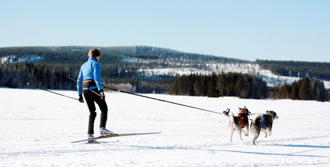 Skijoring with two dogs wearing Neewa Adjustable racing harness