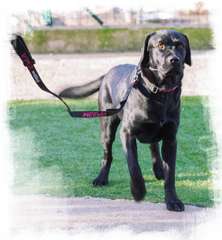 Harness for labrador