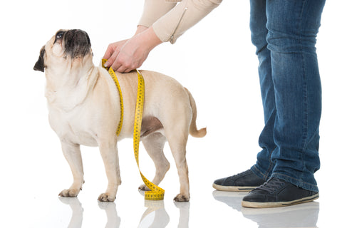 How to Measure a Dog for a Harness - Neewa