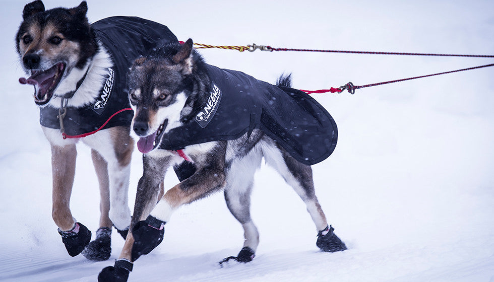 dog snow gear