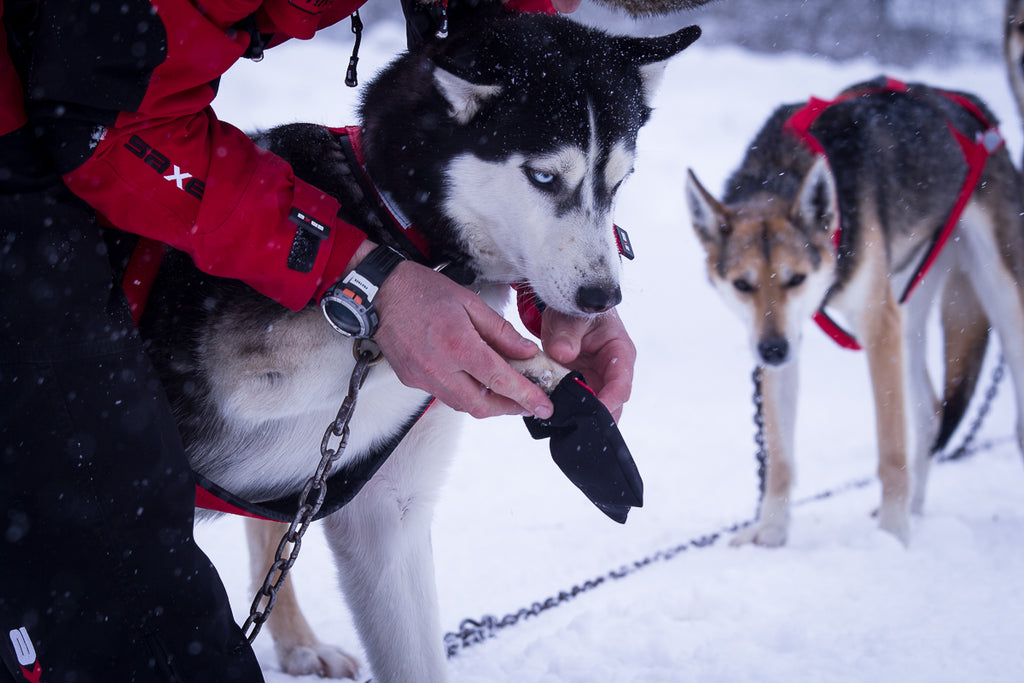 sled dog booties