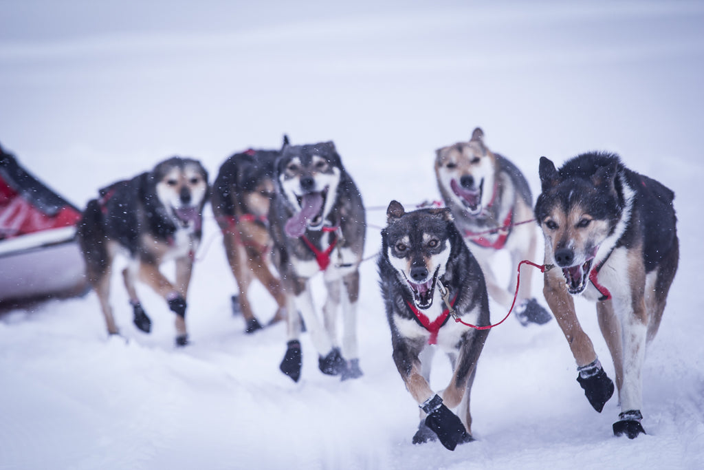 sled dog booties