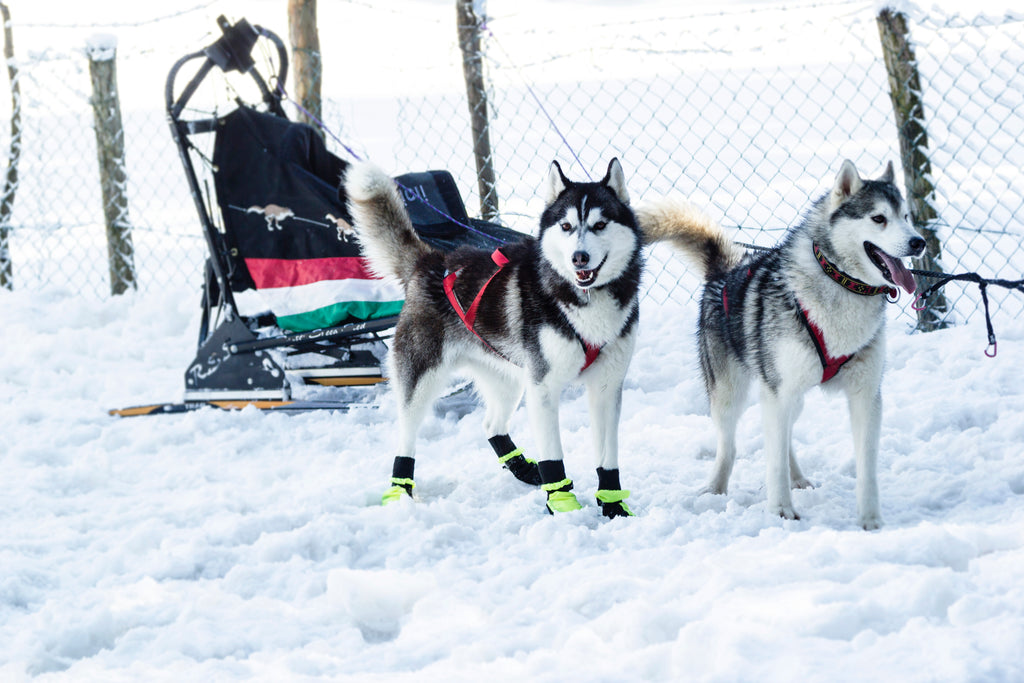 sled dog booties