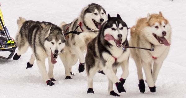 do iditarod dogs wear booties