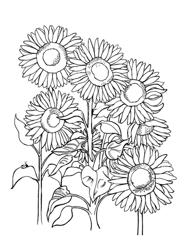 Detailed black and white line art for adult coloring featuring a collection of sunflowers in full bloom, showcasing varied petal arrangements and seed patterns, set against a backdrop of leaves and stems. This intricate illustration is part of a series representing Ukraine's national flower, available on you-color.com, offering a creative and informative coloring experience about different countries and cities around the world. Free Coloring Page :: You-Color