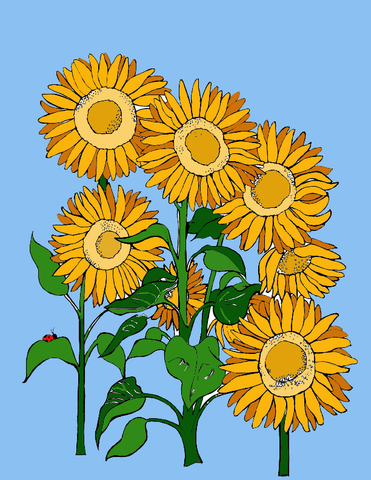 Vibrant digital coloring of sunflowers under a clear sky, showcasing a cluster of seven detailed sunflowers with rich yellow petals and brown, textured centers, accented by green stems and leaves, with a solitary ladybug perched on a leaf. This image is part of a series that combines art with educational facts, available at you-color.com, where coloring meets exploration and learning about the beauty of the world's cities and countries. Example Colored Free Coloring Page :: You-Color