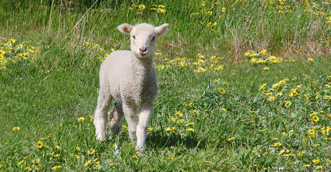 merino sheep at Mount Hesse farm