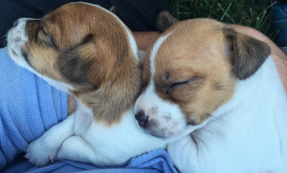 Plumb Bobs A Little Bit Of Magic Jack Russell Puppies Lovemerino