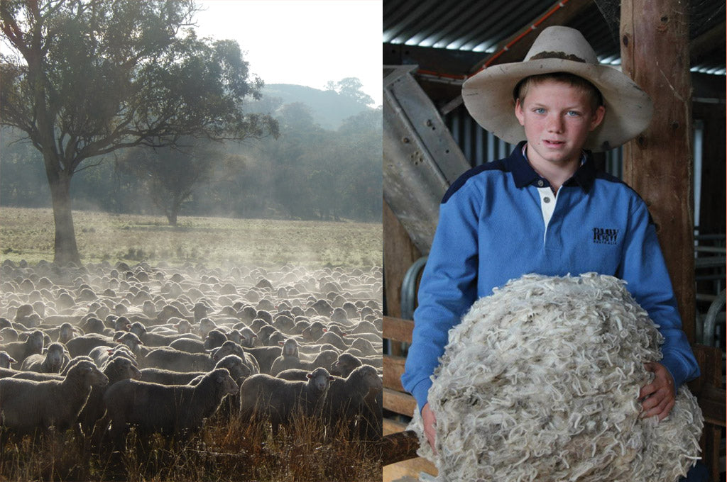 Love Merino sheep and wool