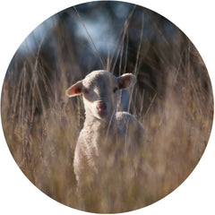 Lamb at Glenwood Merino