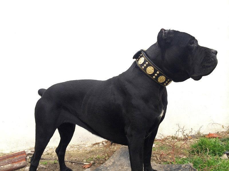 The Cane Corso Dog Breed Bestia Dog Gear