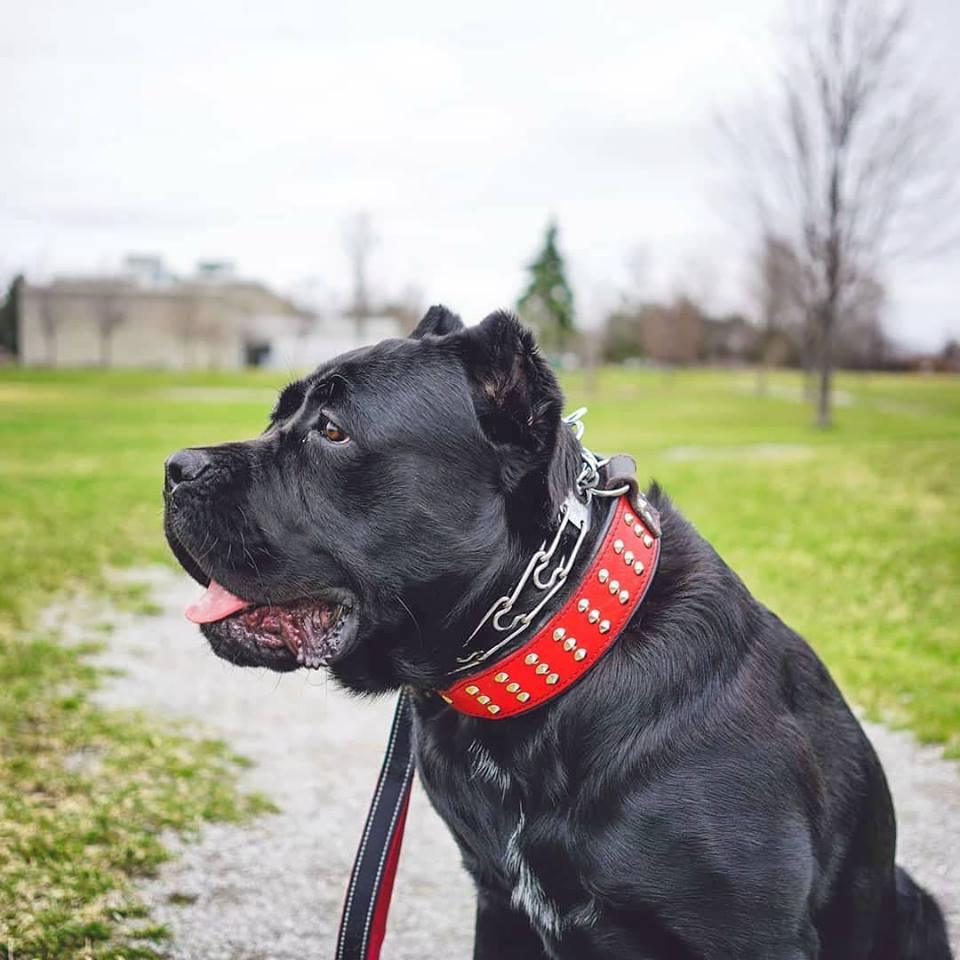 star dog collar