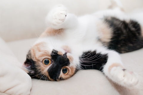 black, white, orange tabby cat being cute laying on couch on its back