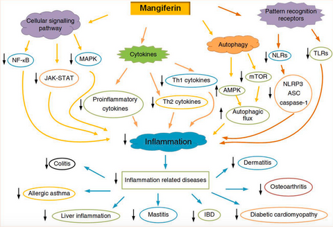 mangiferin effect on inflammation and related diseases
