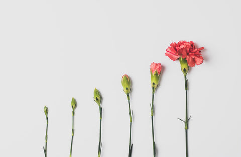 An image of six floral stems arranged on a white background, from least to most bloomed.