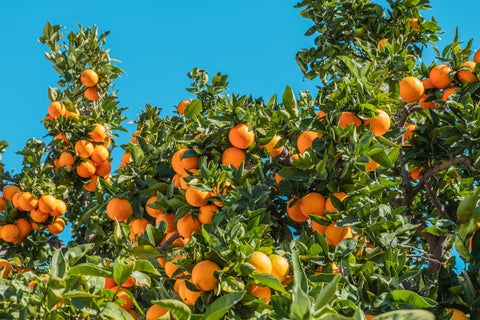 A saturated image of an orange tree filled with bright orange fruits against a bright blue sky.