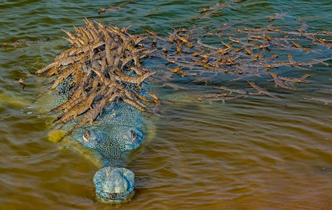 An image of the large crocodile with its babies on its back. The crocodile is a blue-green color, the water is a yellow-green, and the babies are brown-green.