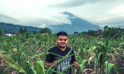 An image of one of the brothers, and farmers, standing in a field of maize.