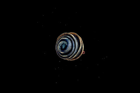 A microscopic image of a seed on a black background. The seed is round with a swirl of color.
