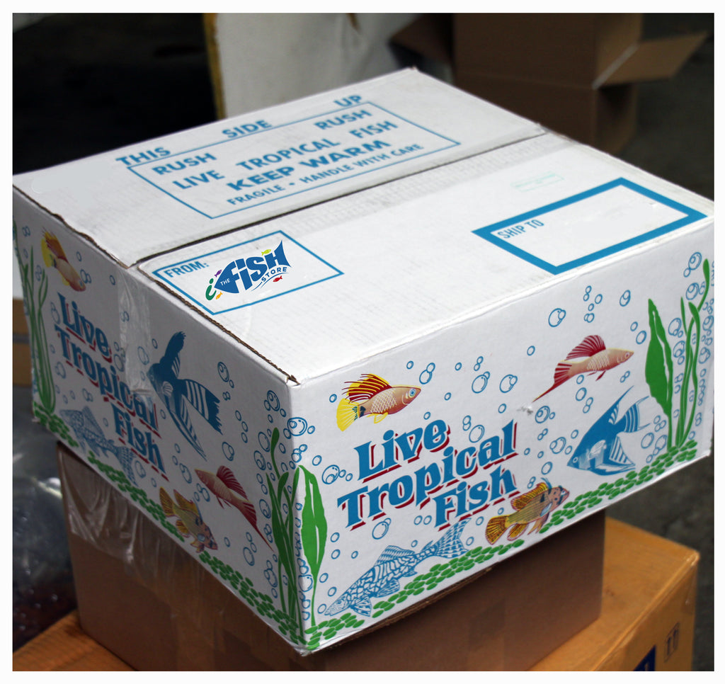 Shipping Freshwater Aquarium Fish The iFISH Store