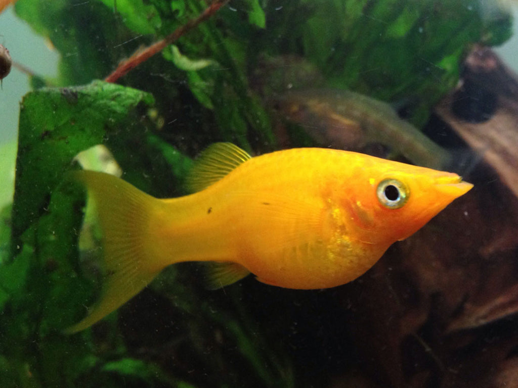 An orange fish swimming in a freshwater fish tank.