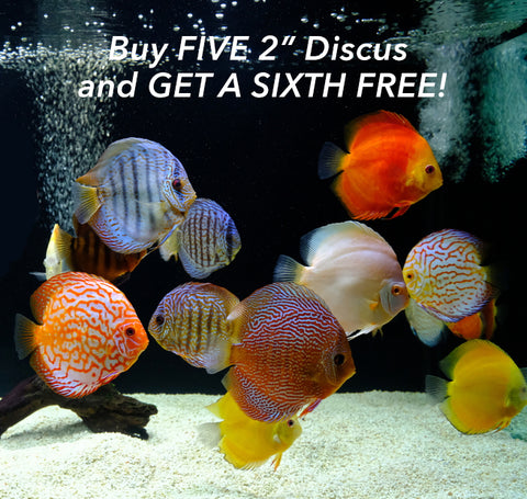 2" Discus Bundle Deal