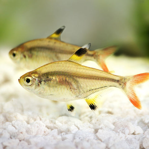 pale colored tetra fish