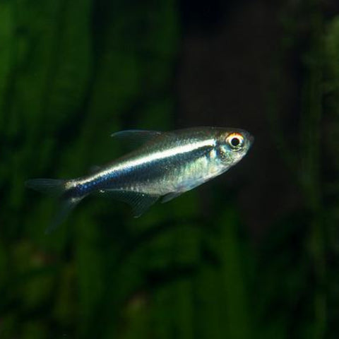 Black Neon Tetra