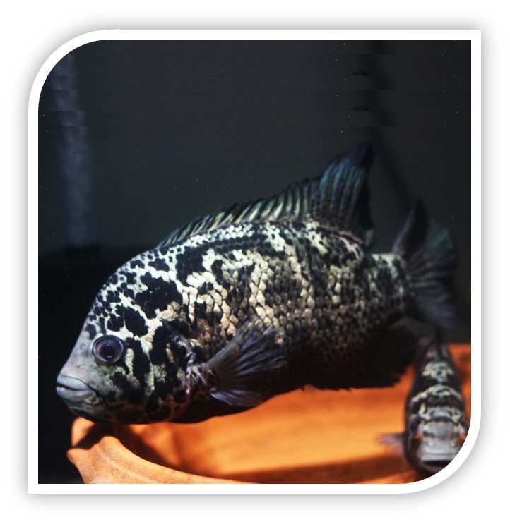 Central American Cichlid | Cuban Cichlid