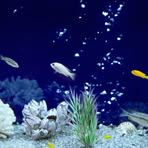 img of an aquarium