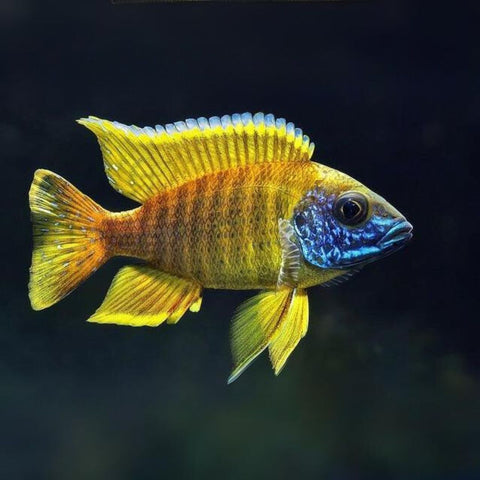 yellow African Cichild swiming