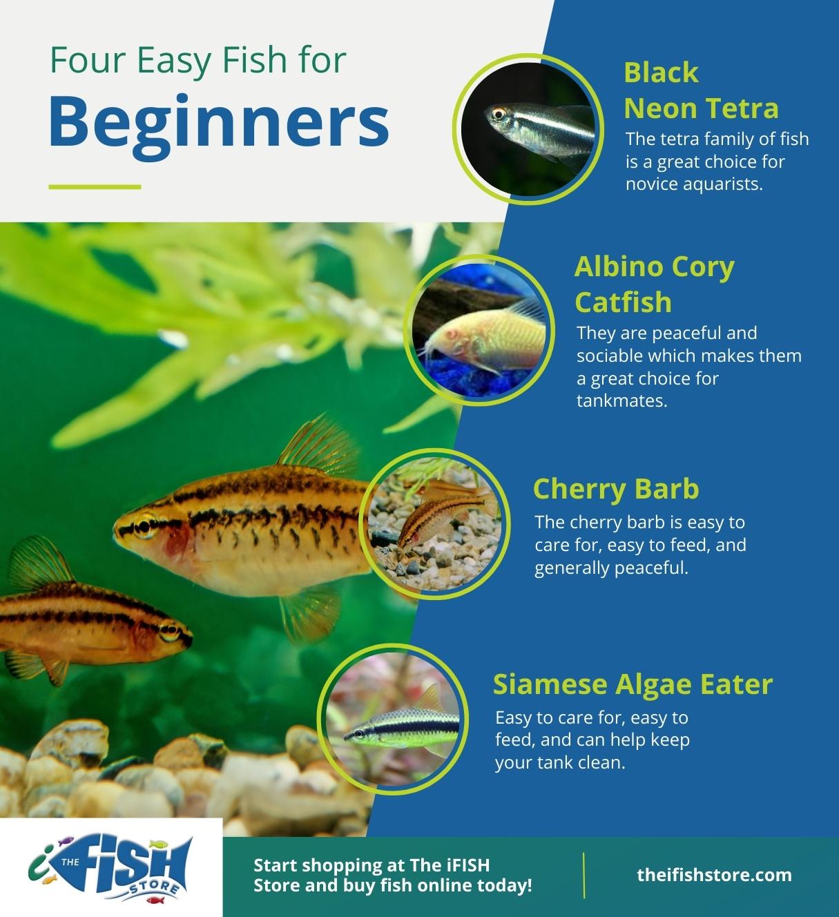 Feed and Grow: Fish Beginner's Tips and Tricks