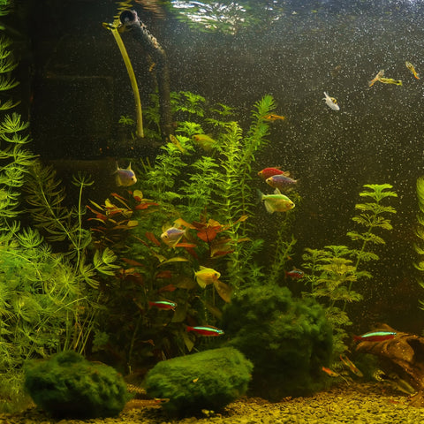 Freshwater aquarium