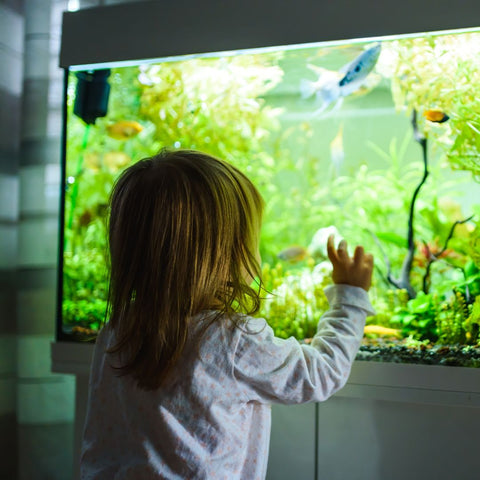 little girl looking at fish tank