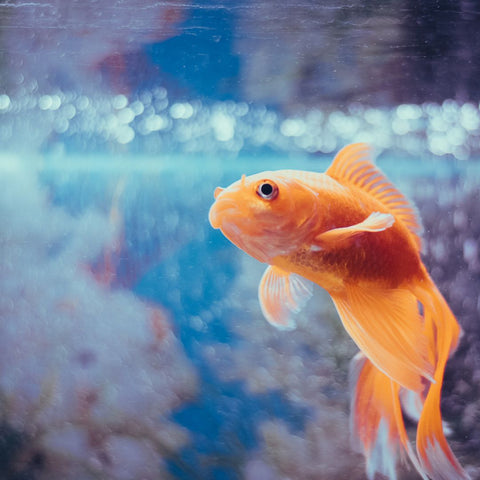 orange fish in tank