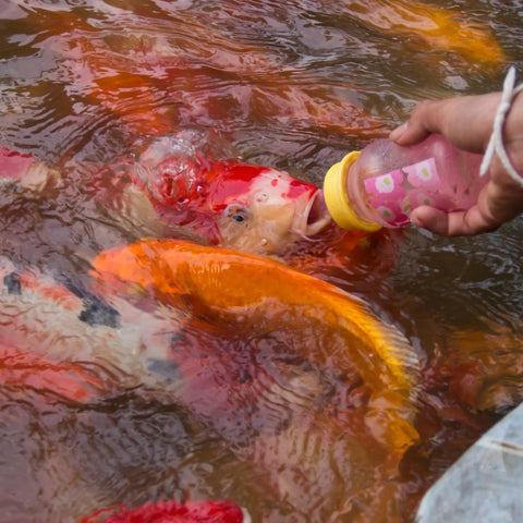 fish being fed by hand