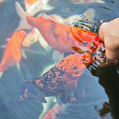 Feeding koi fish in pond