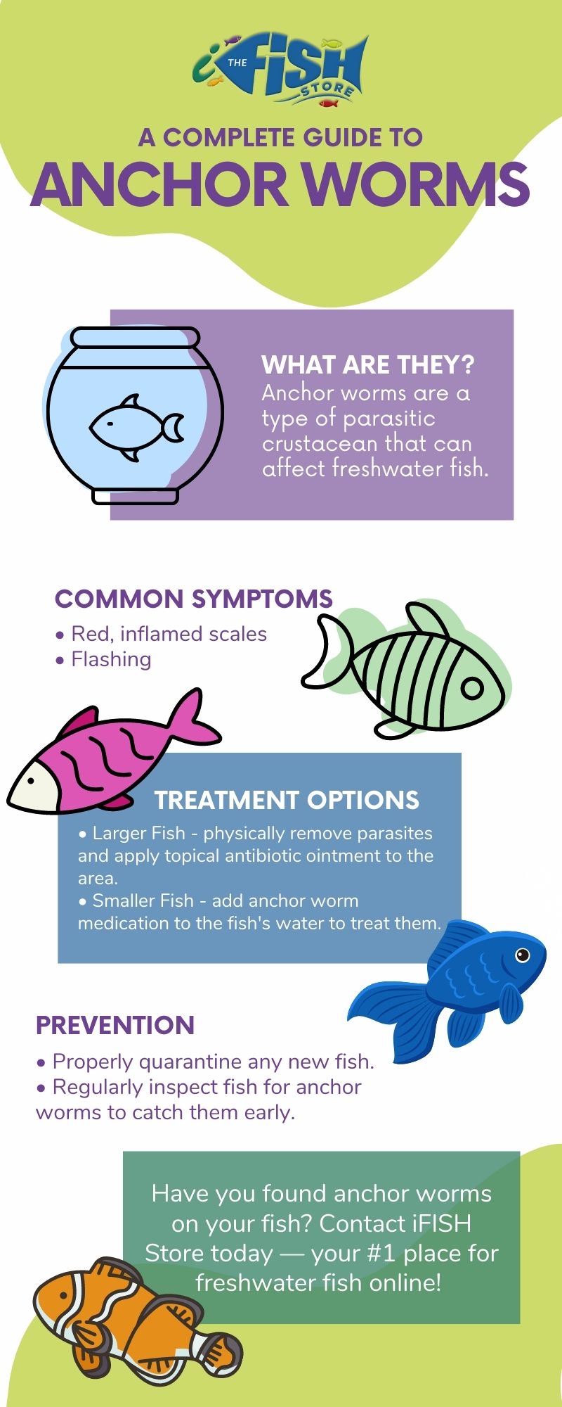 how to treat anchor worms infographic