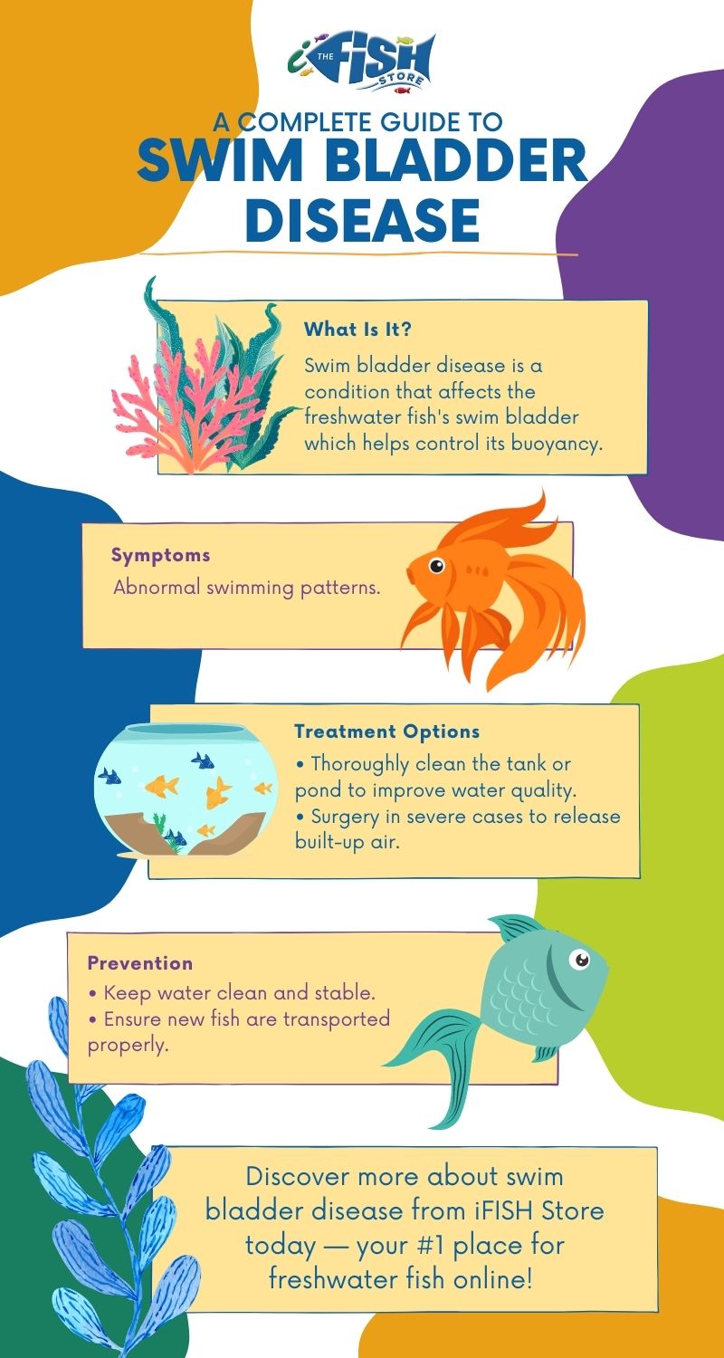 swim bladder disease infographic