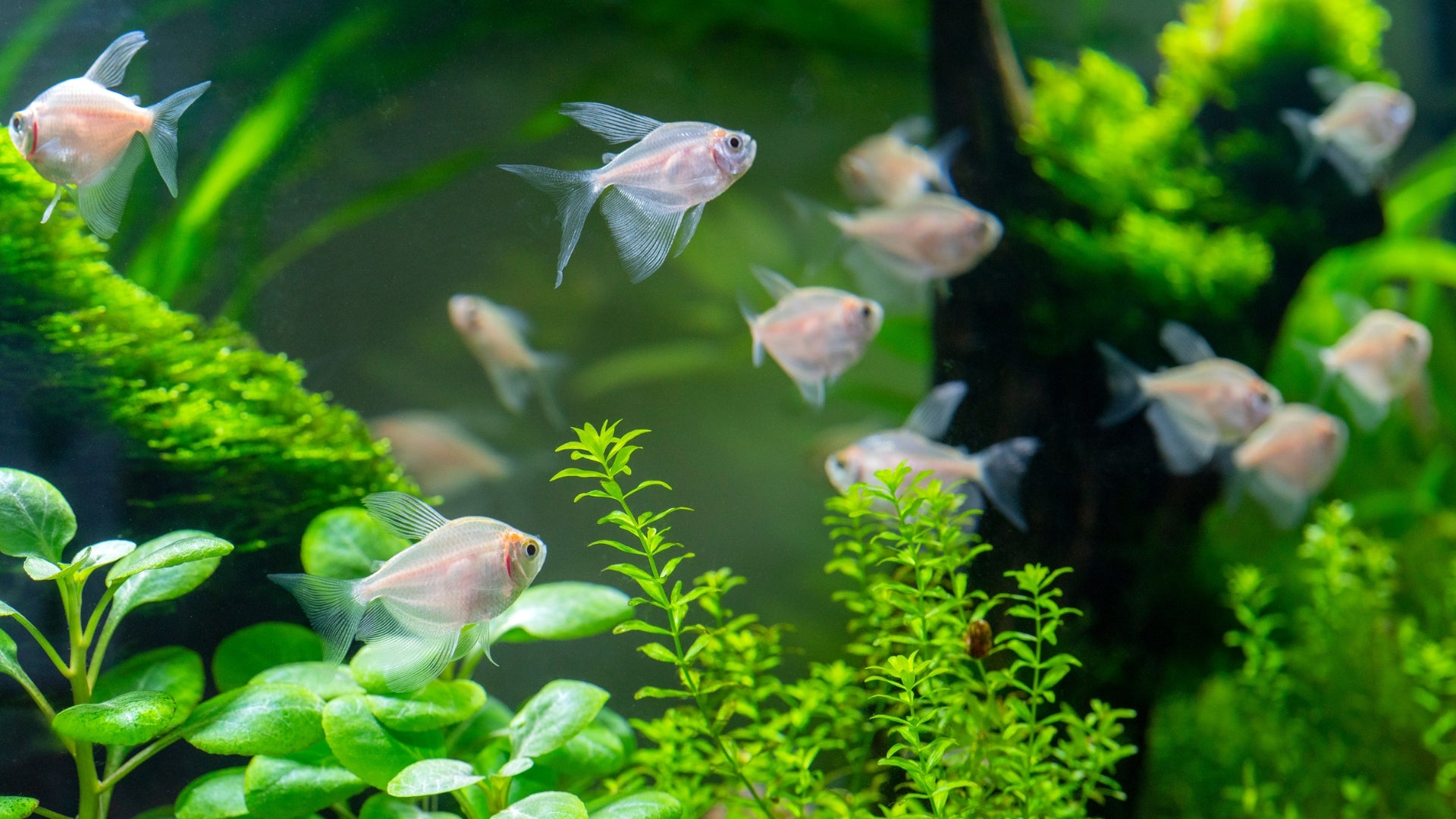 Freshwater Aquarium Maintenance 101 - Keep Your Tank Healthy – The iFISH  Store