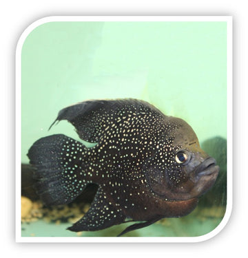 African Cichlid | Polleni Starry Night Cichlid