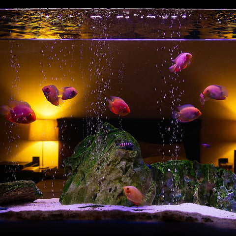 image of an aquarium in a bedroom