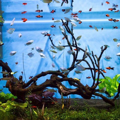 image of an aquarium