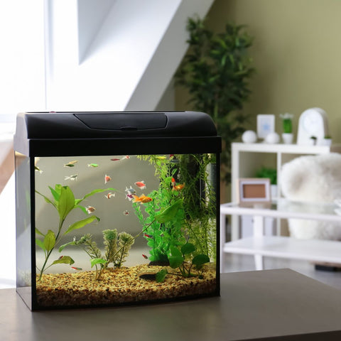 image of an aquarium in a home