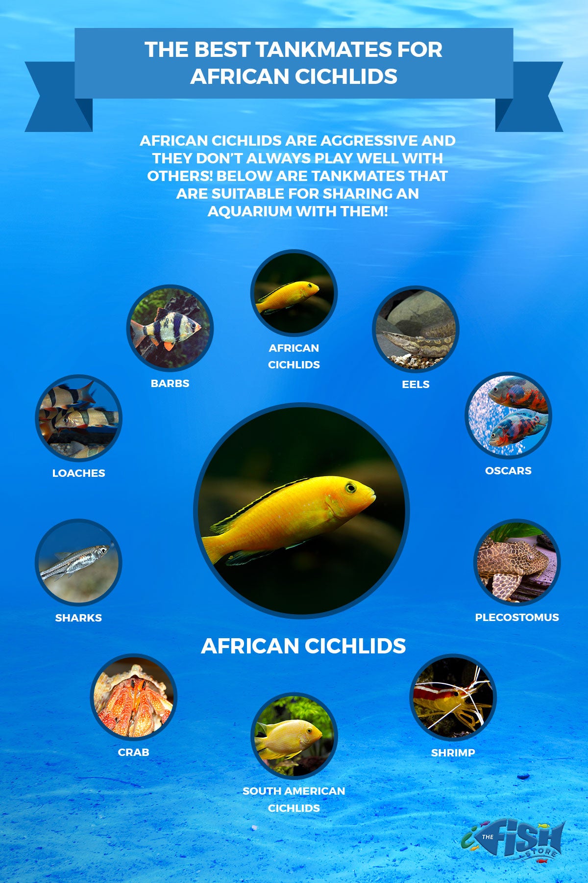Cichlid Species Chart