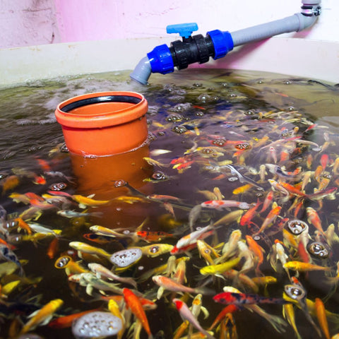 fish in aquaculture tank