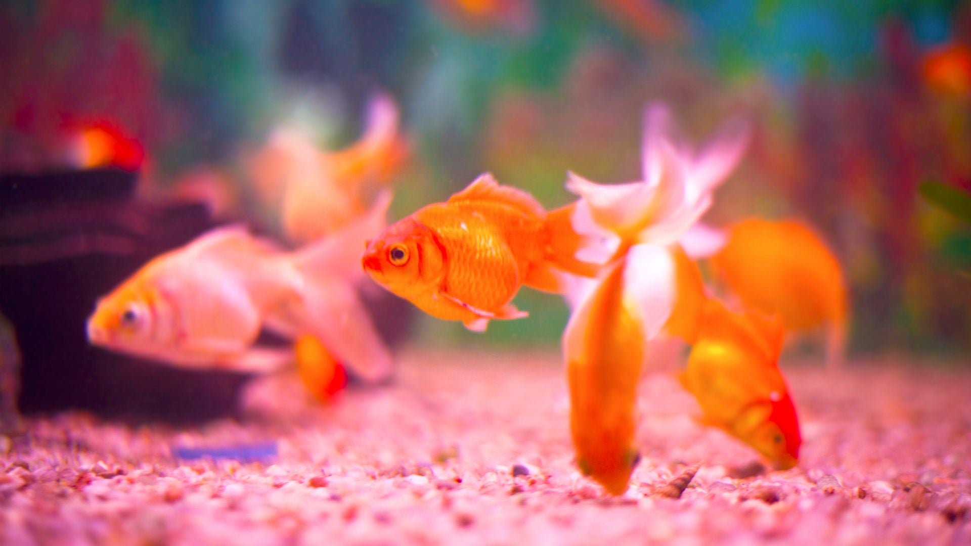 closeup image of an aquarium