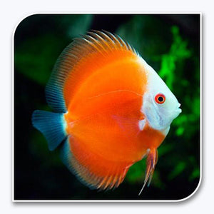 Aquarium Fish for Sale | Discus for Lowest Pricing Online – The iFISH Store