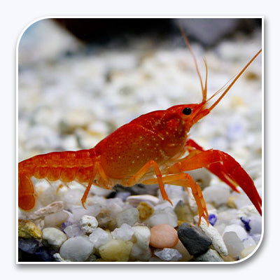 freshwater aquarium lobster