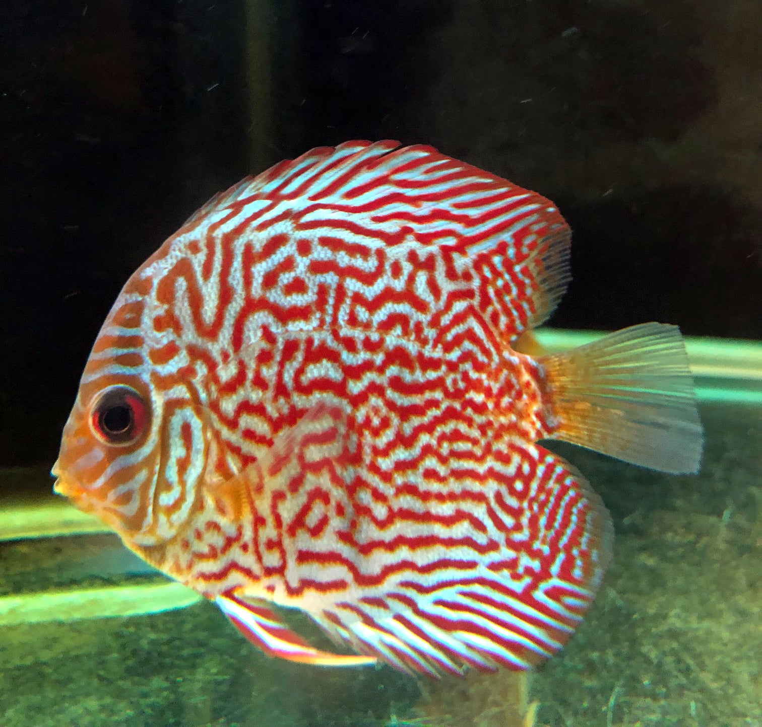 discus freshwater fish for sale